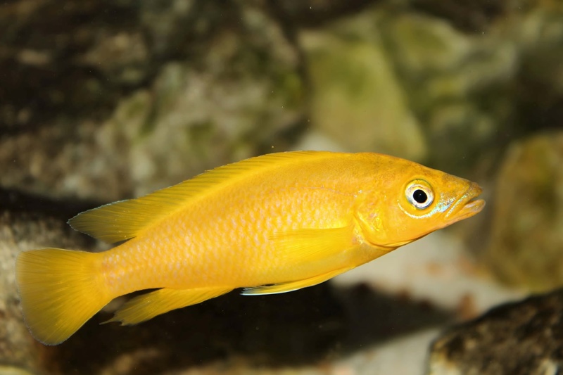 Neolamprologus leleupi 'Uvira'